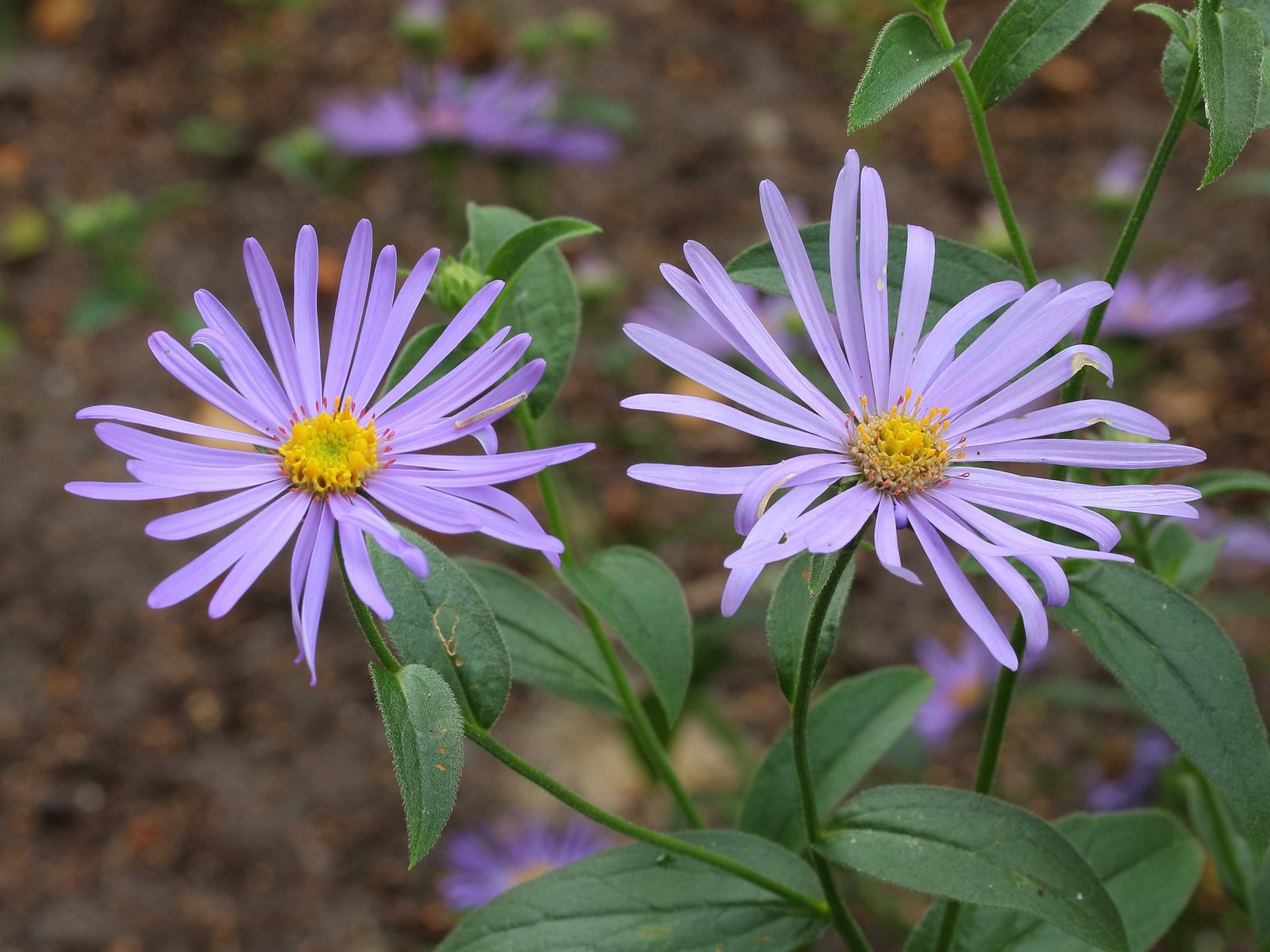 Aster 'Mönch'