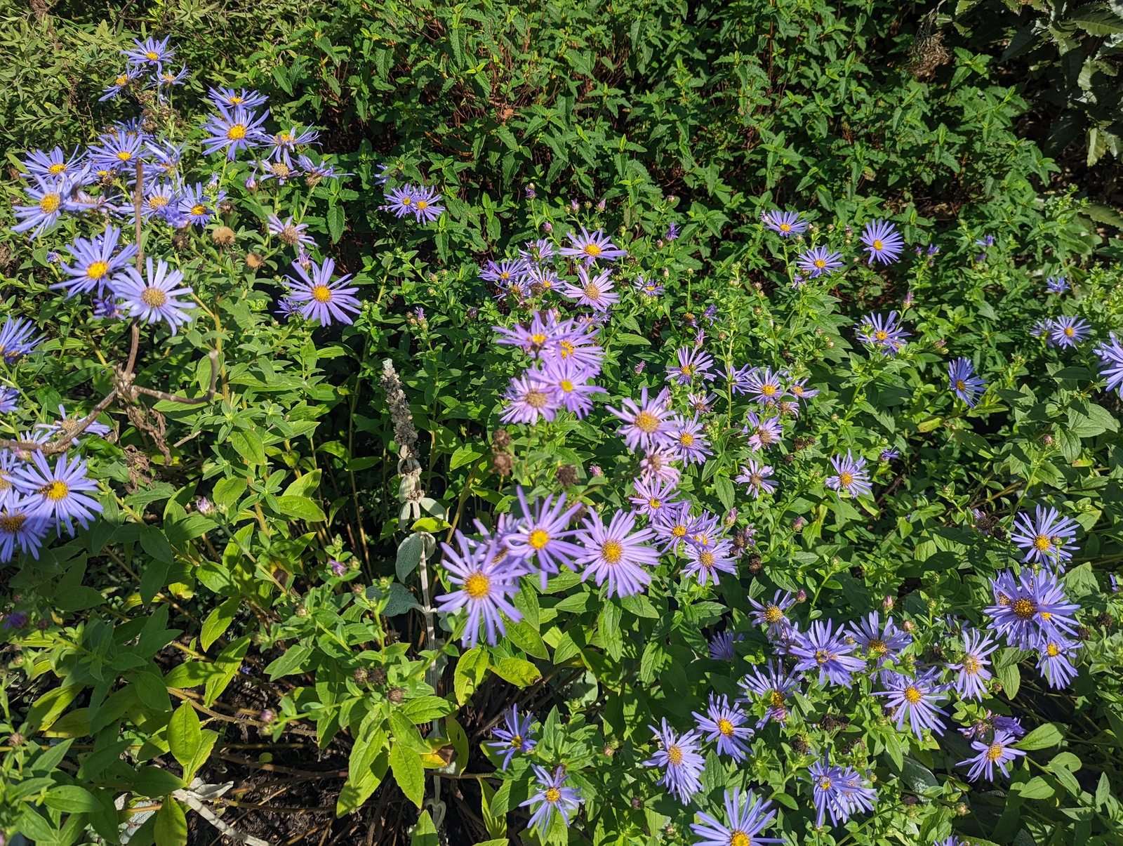 Aster 'Mönch'
