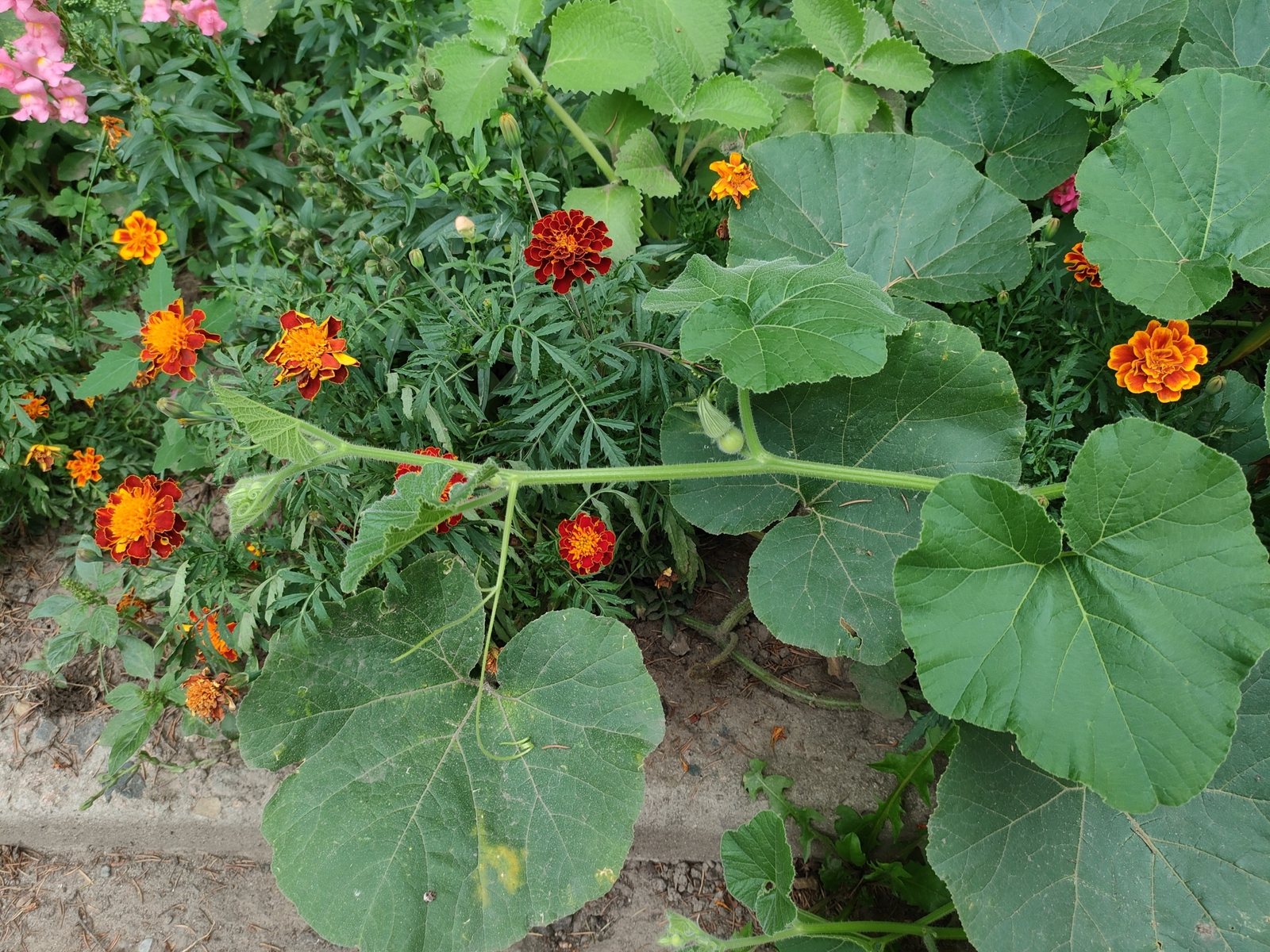 Atlantic Giant pumpkin