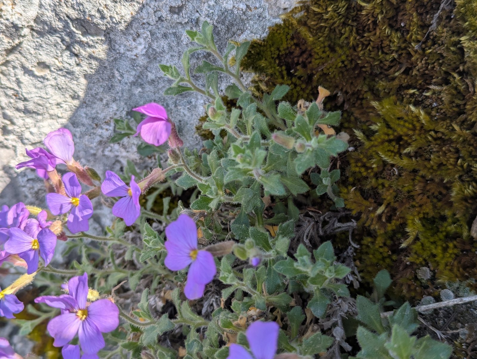 Aubrieta