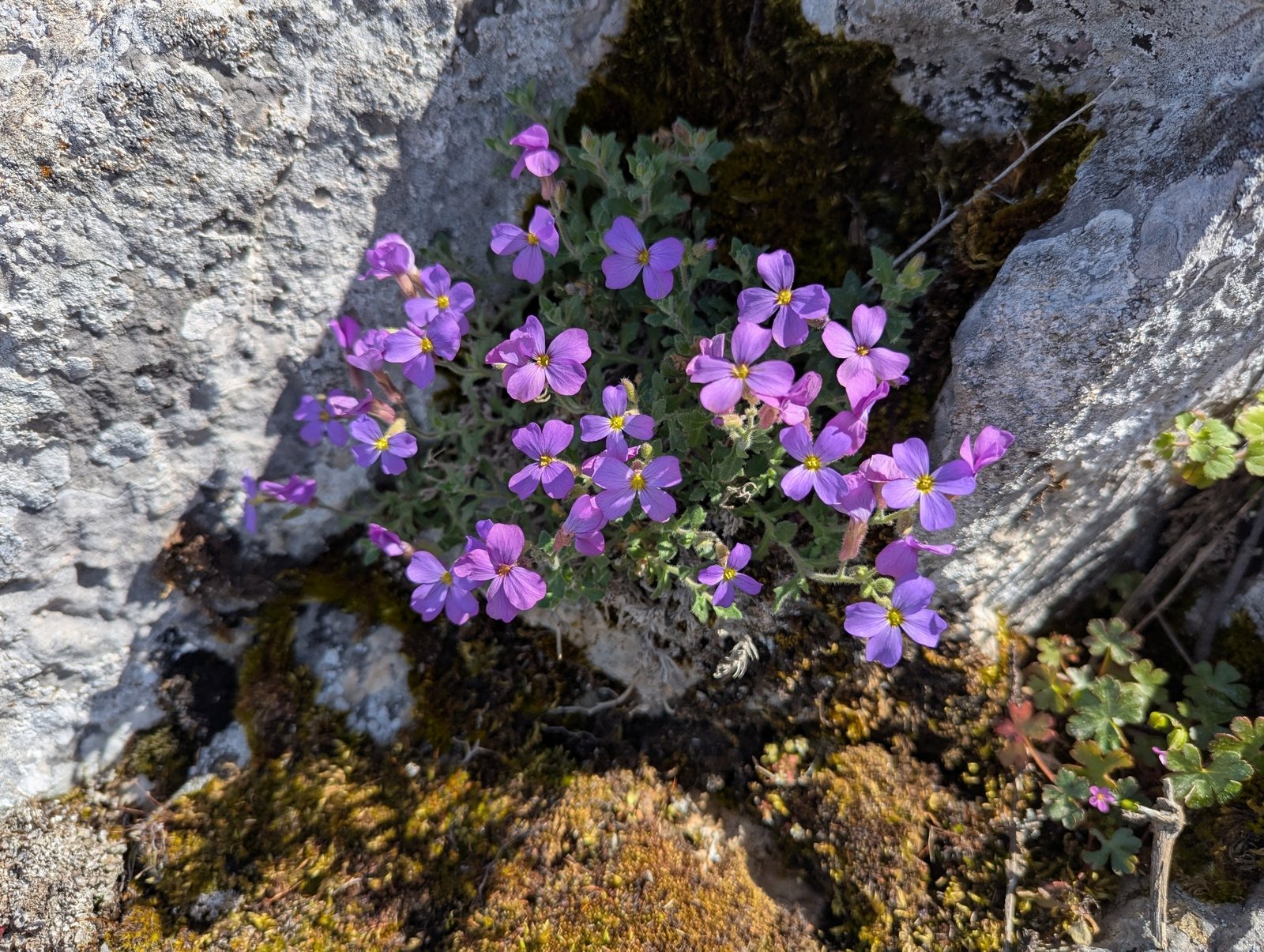 Aubrieta