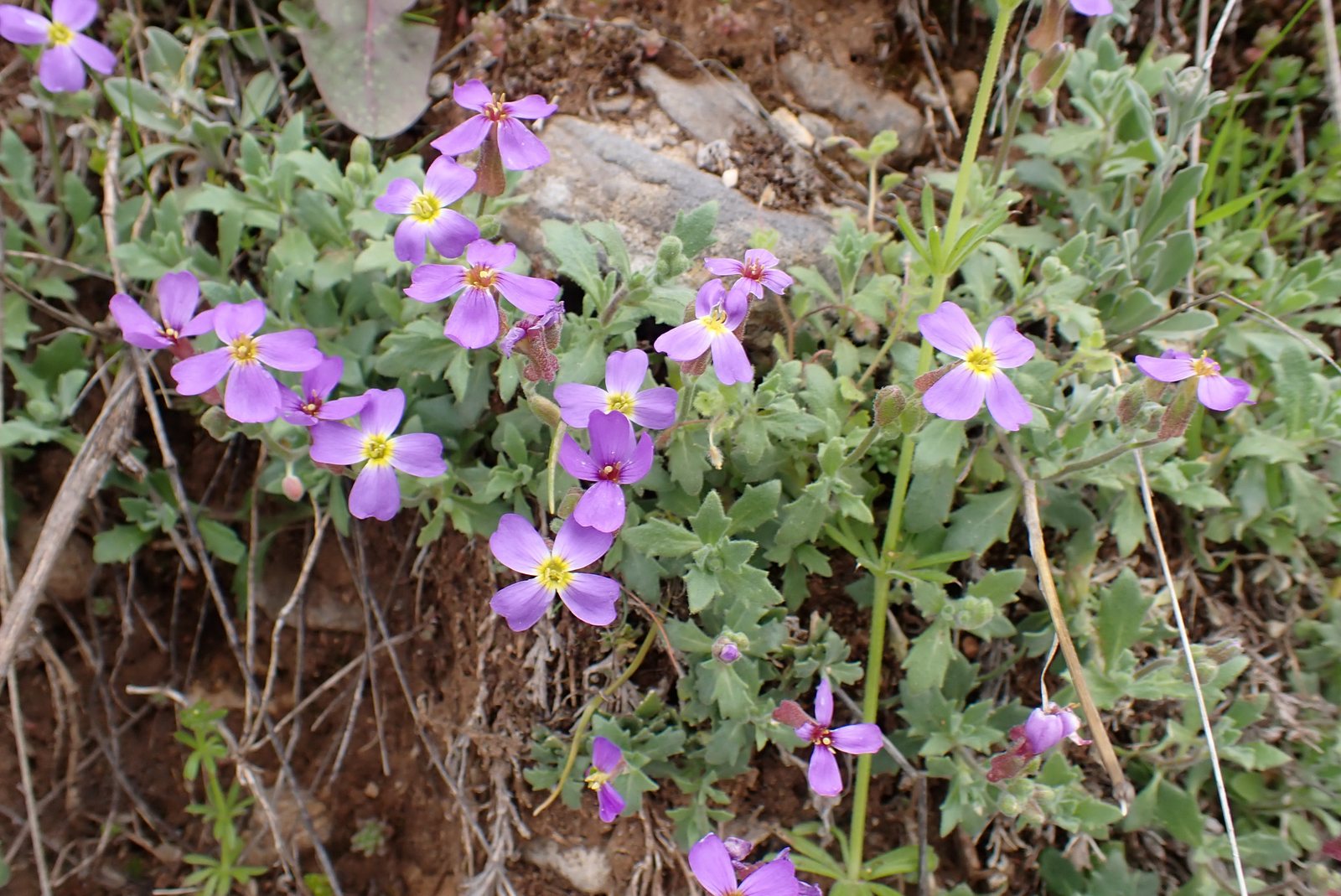 Aubrieta
