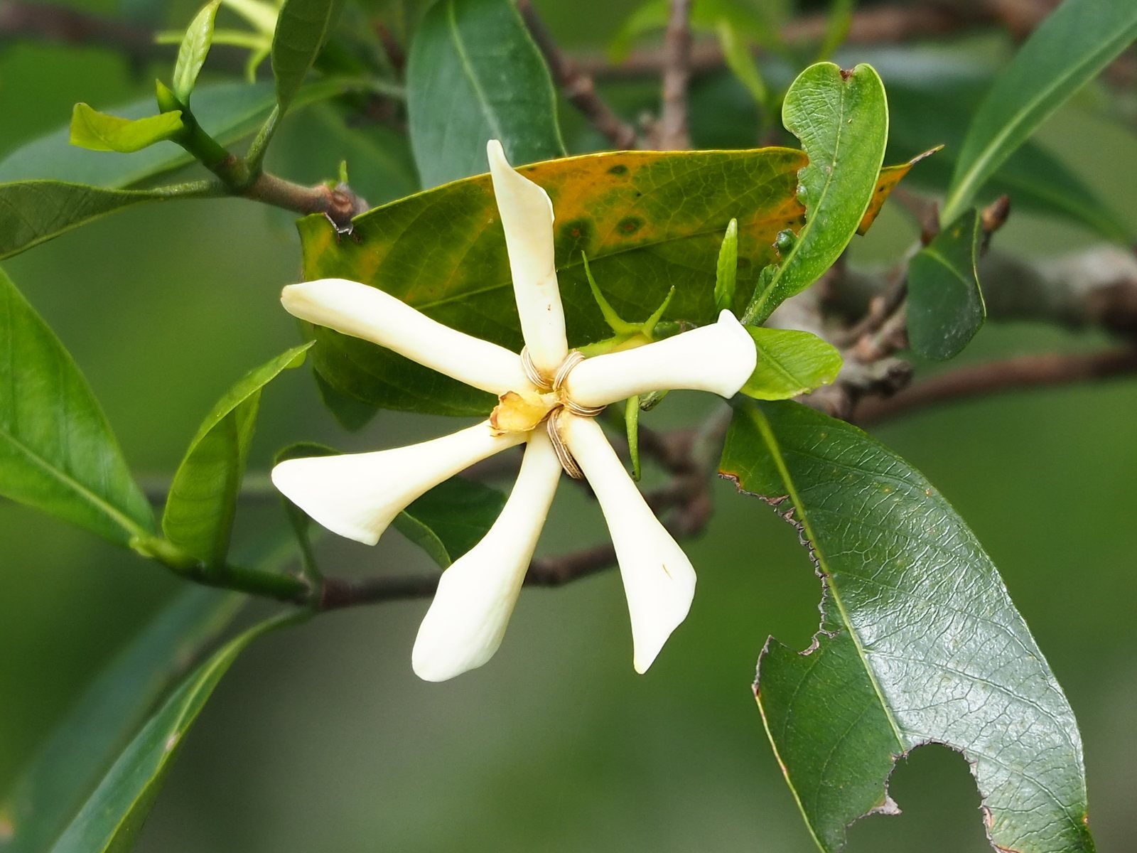 August Beauty gardenia