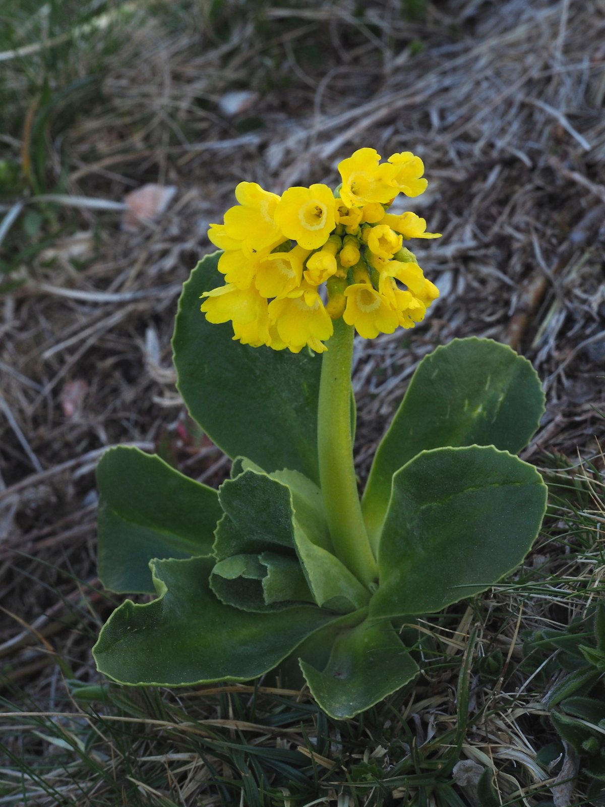 Auricula