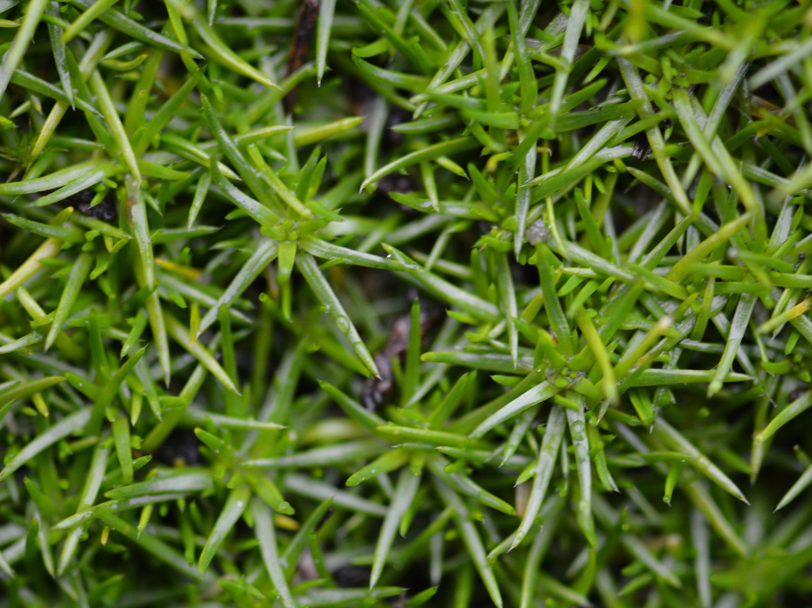 Australian astroturf