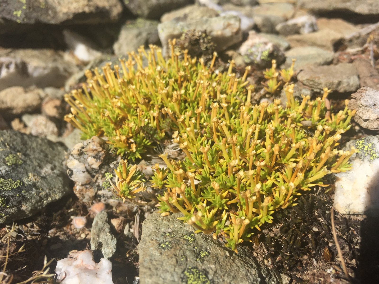 Australian astroturf