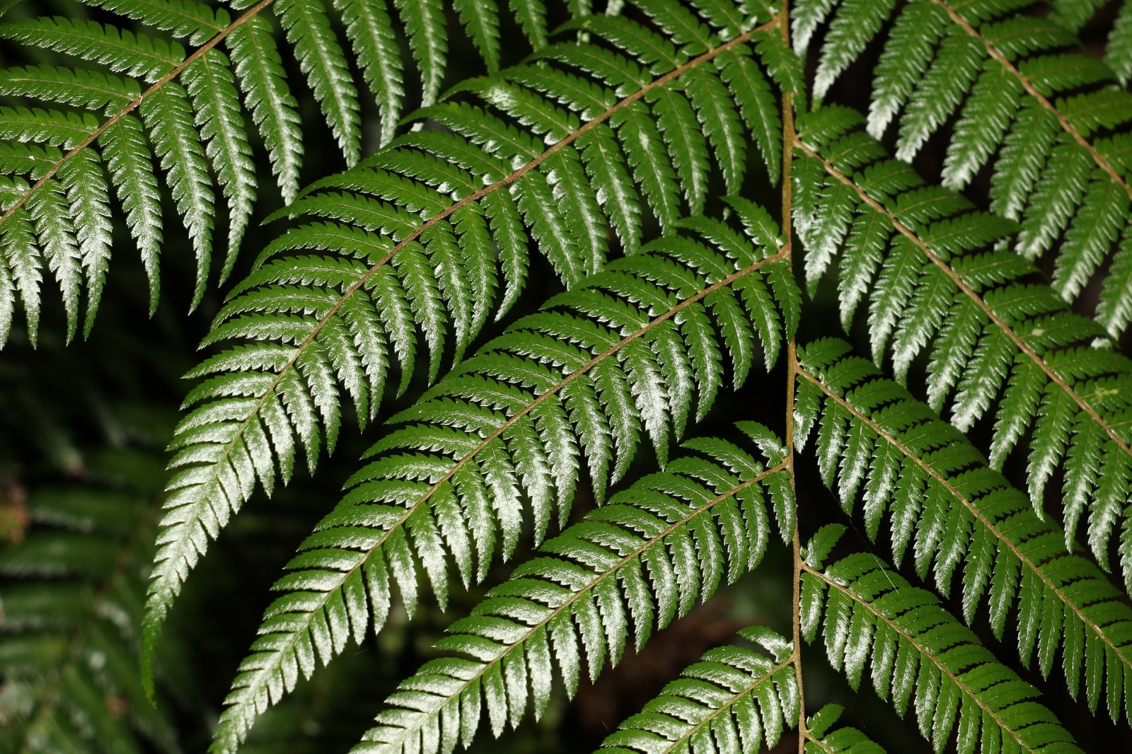 Australian tree fern