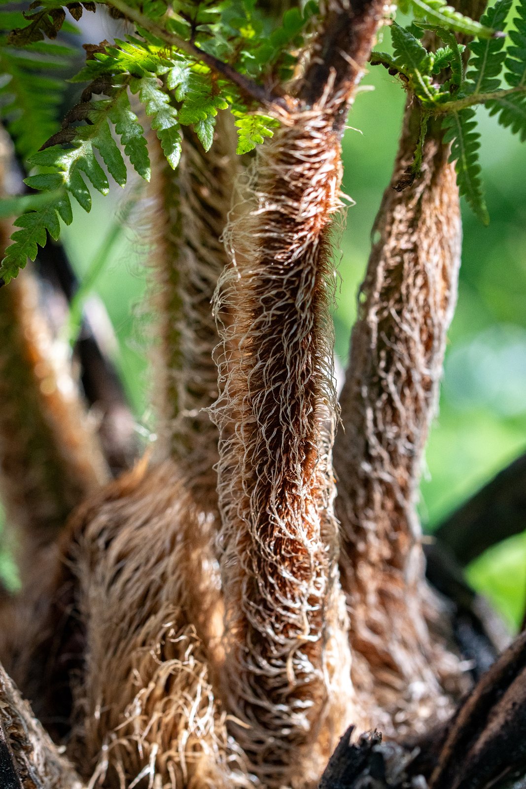Australian tree fern