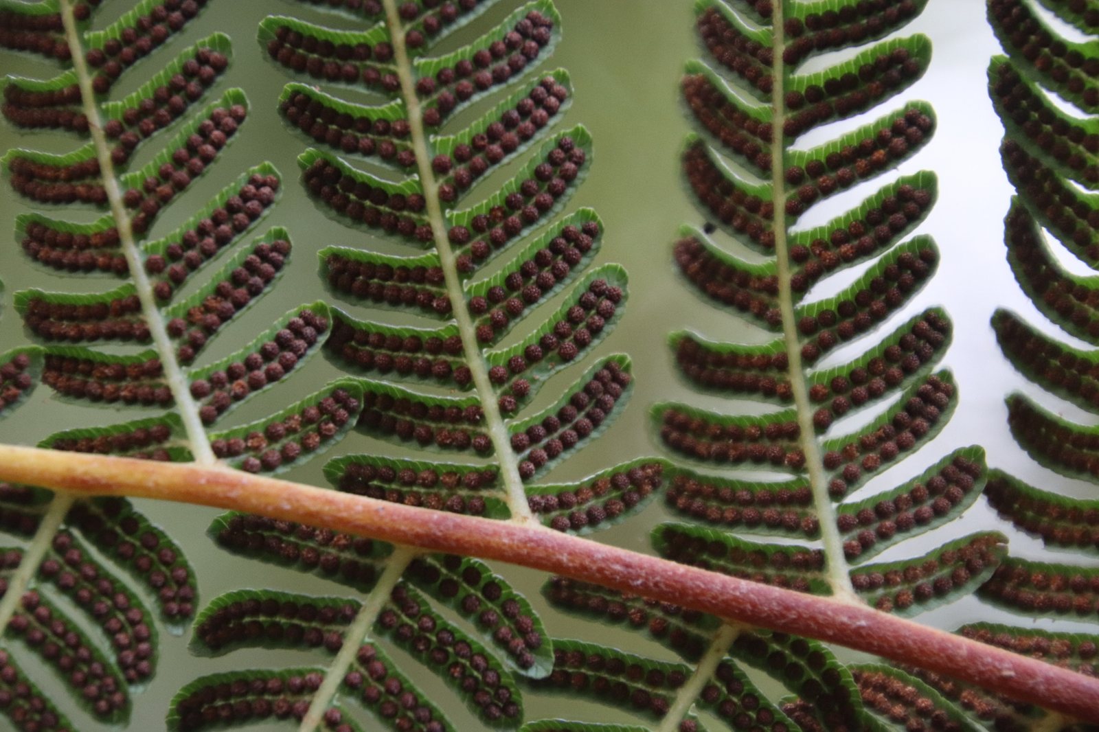 Australian tree fern
