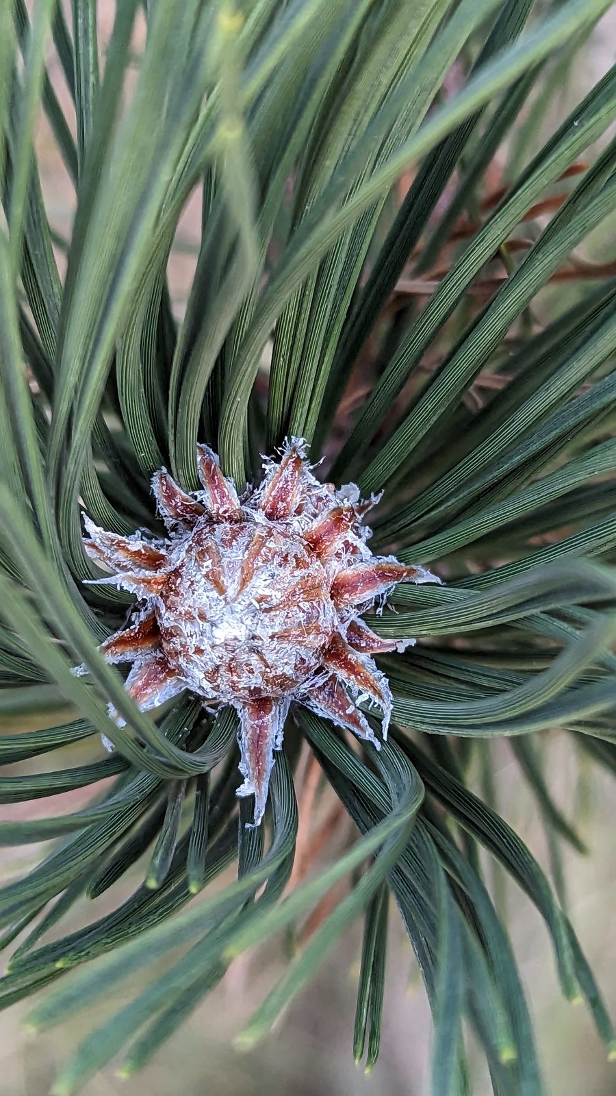 Austrian pine