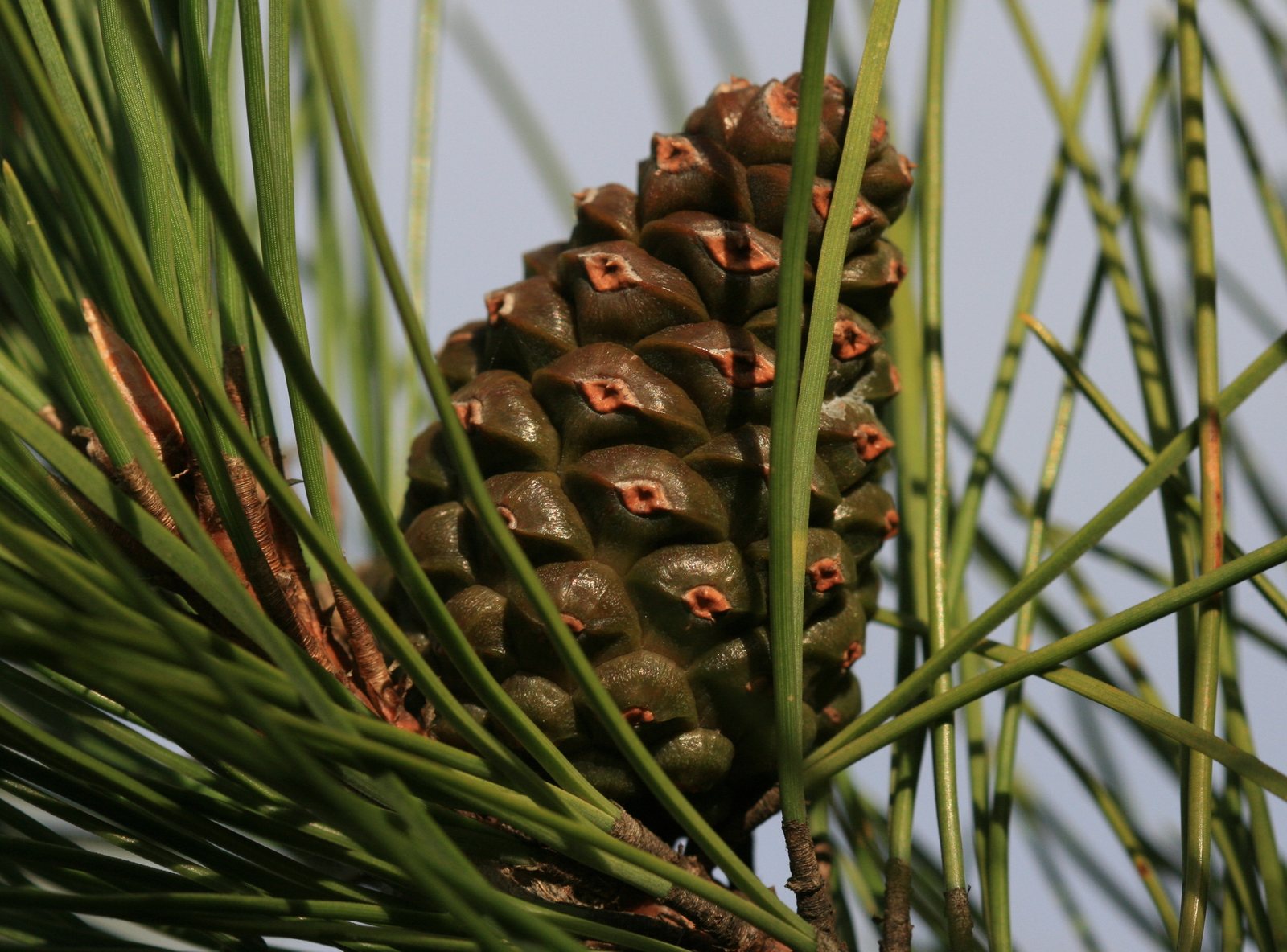 Austrian pine