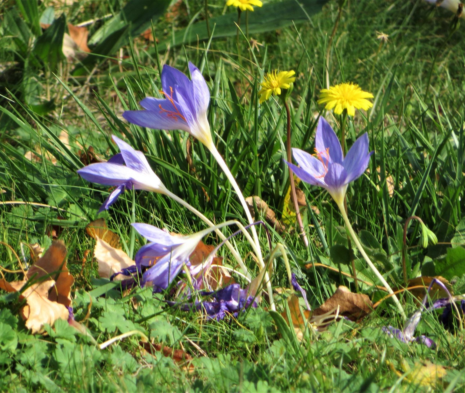 Autumn crocus