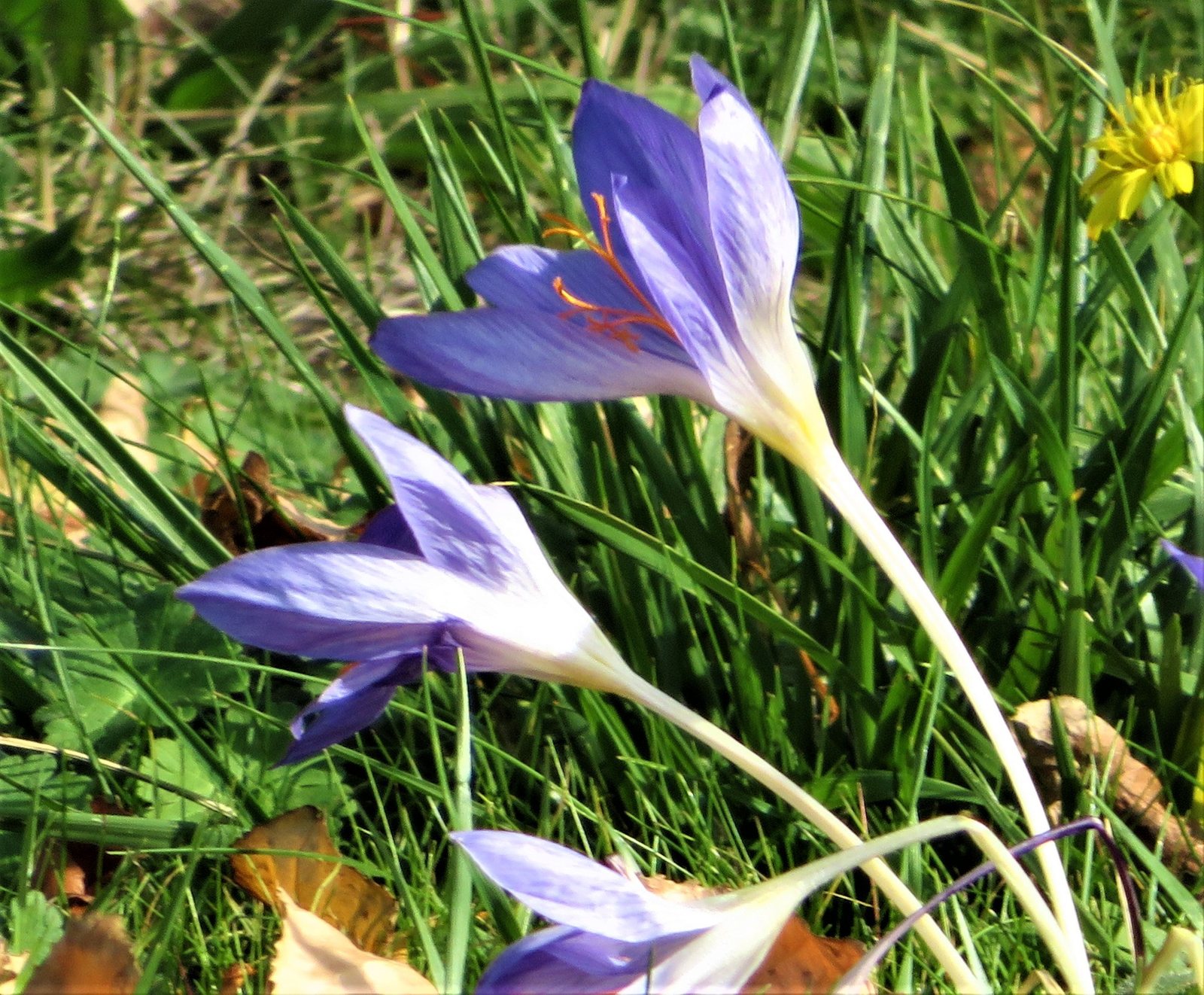 Autumn crocus