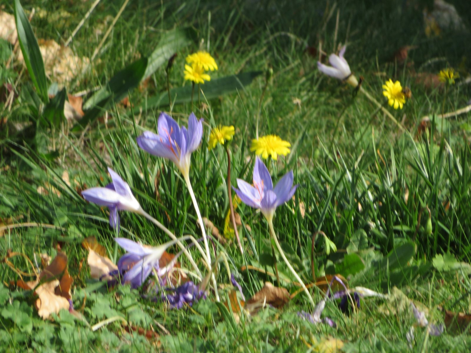 Autumn crocus