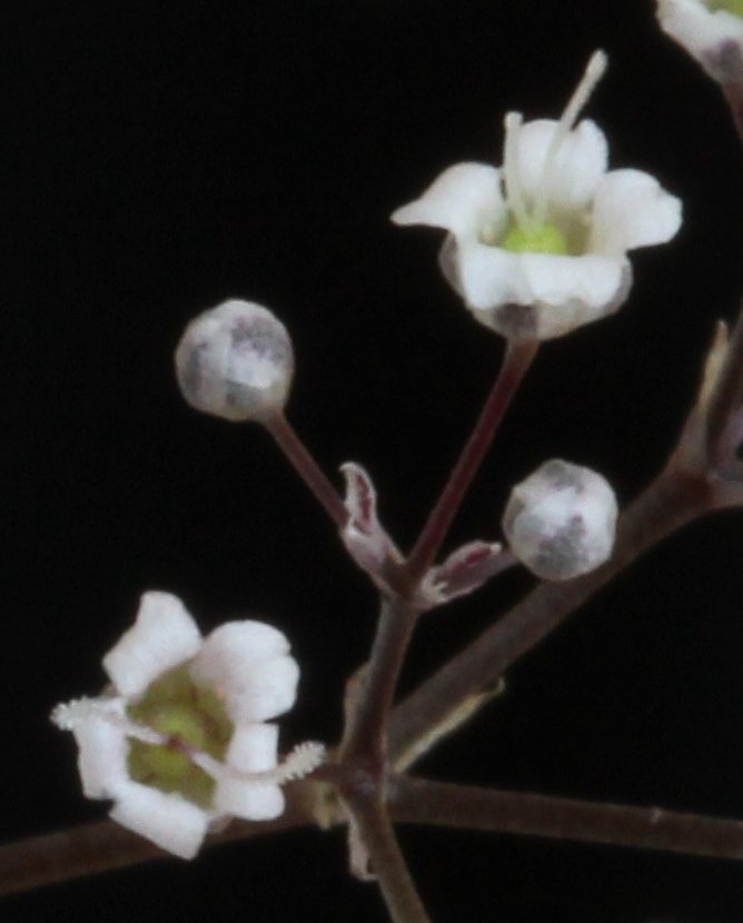 Baby's breath