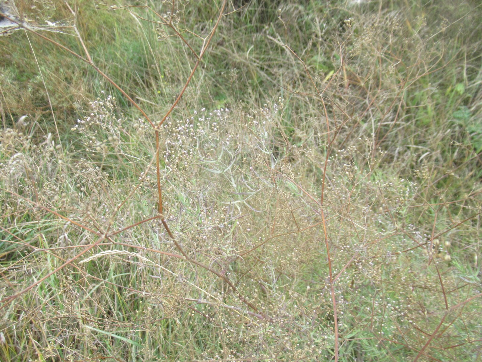Baby's breath