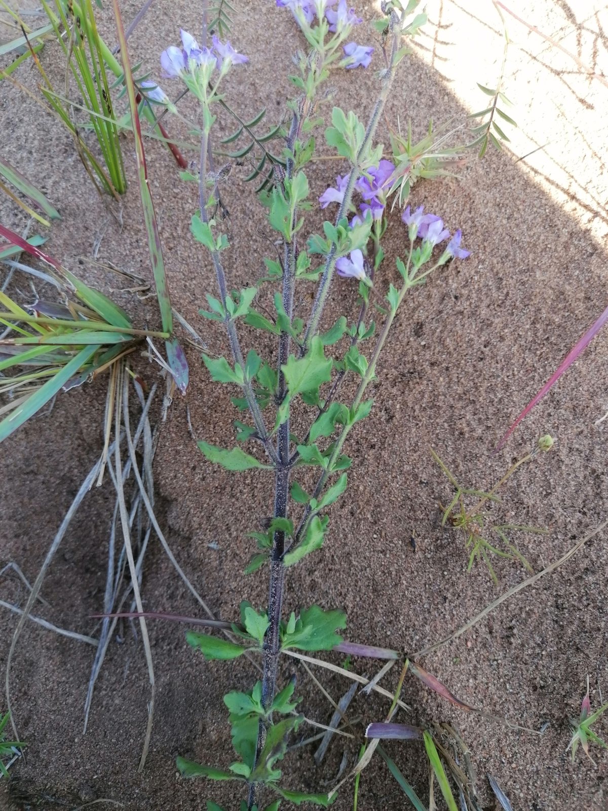 Bacopa