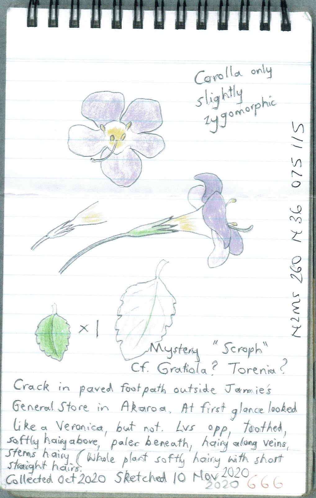 Bacopa