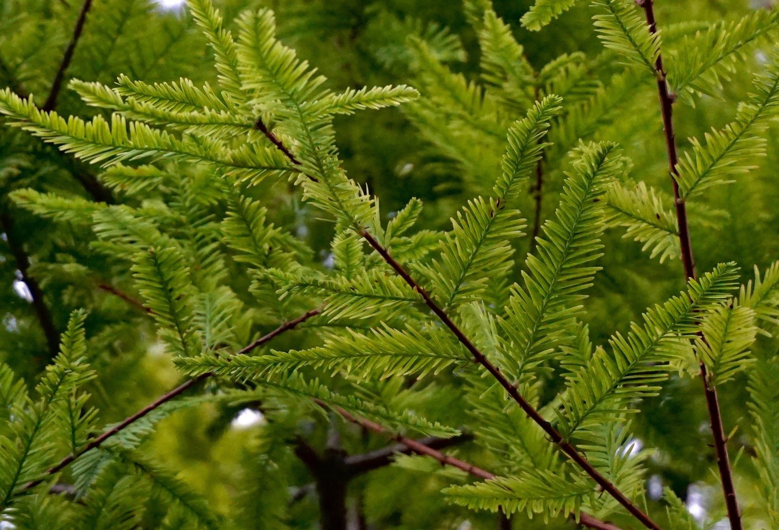 Bald cypress