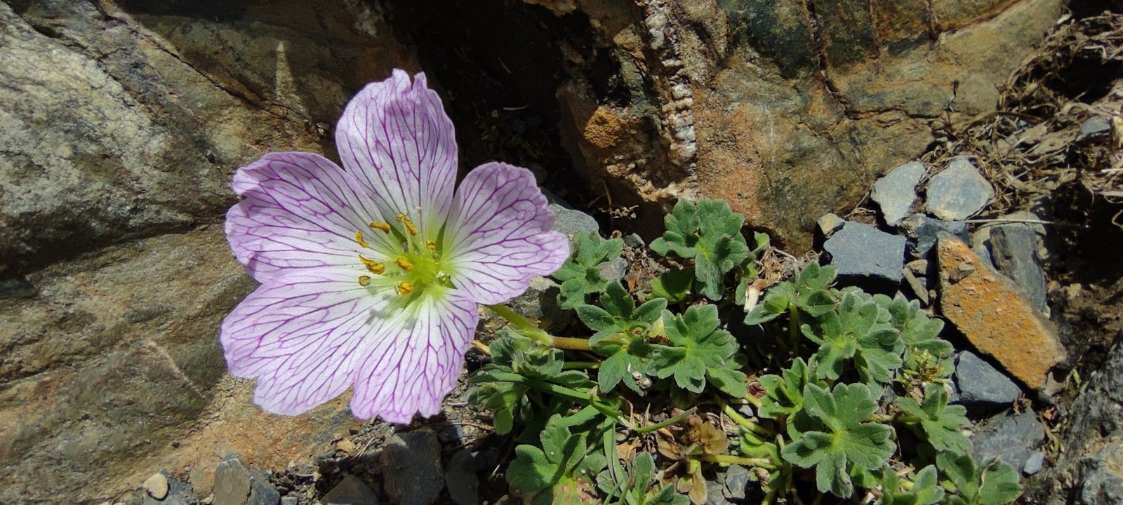 Ballerina cranesbill