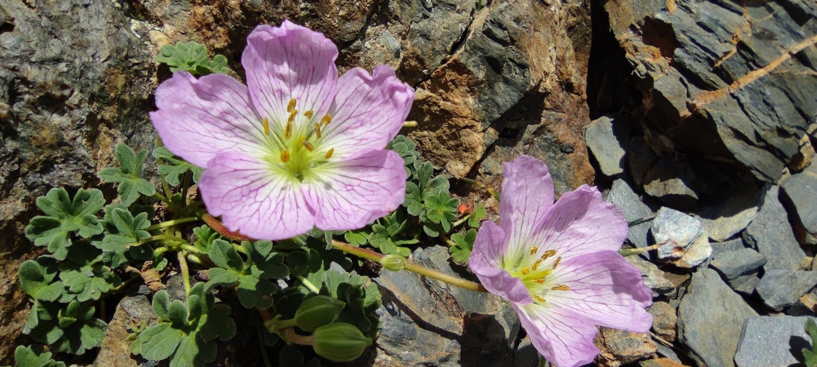 Ballerina cranesbill