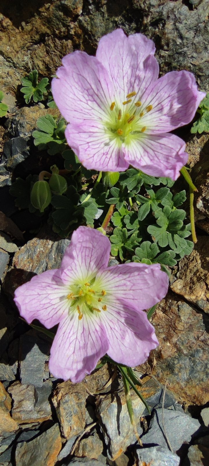 Ballerina cranesbill