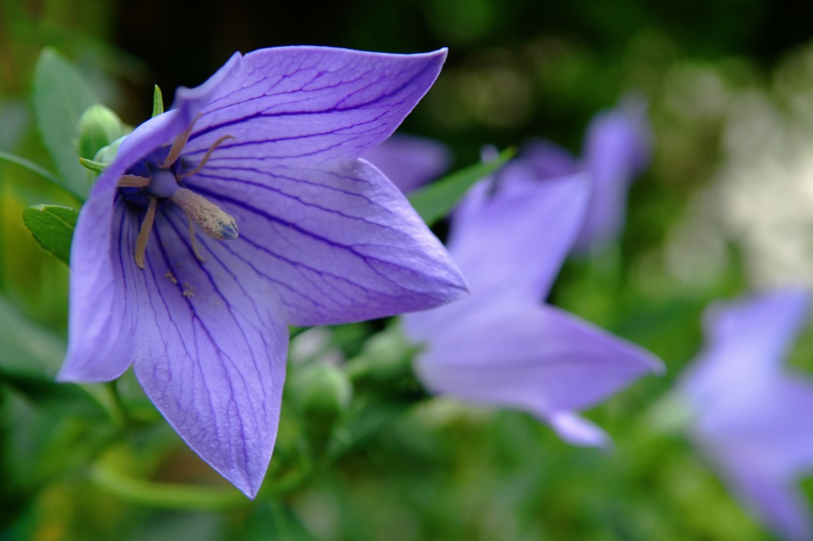 Balloon flower