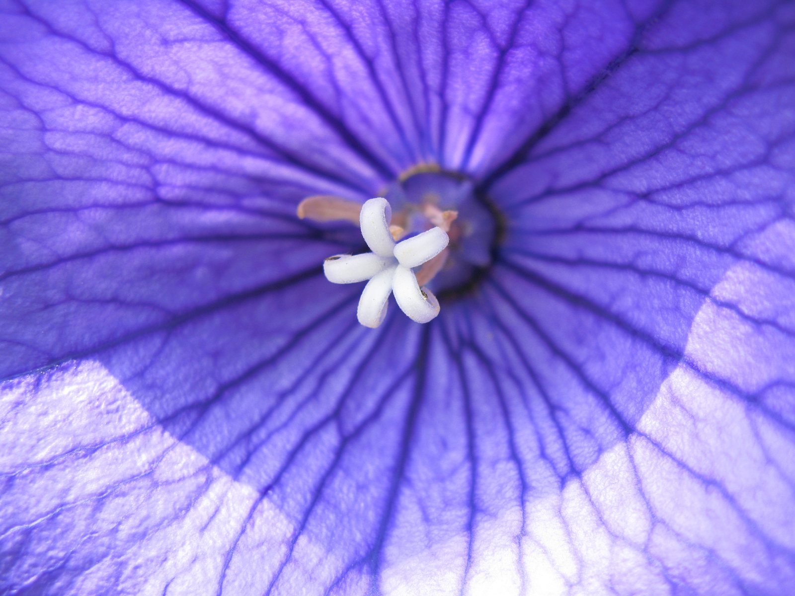 Balloon flower