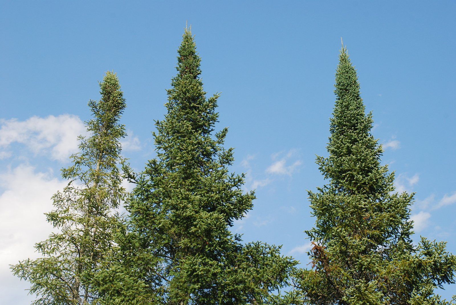 Balsam fir