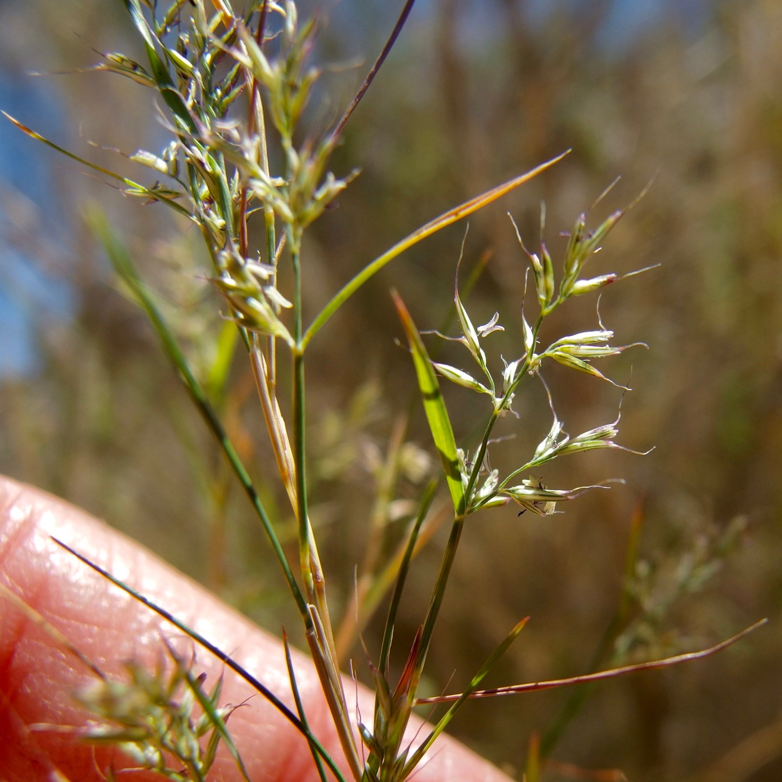 Bamboo muhly