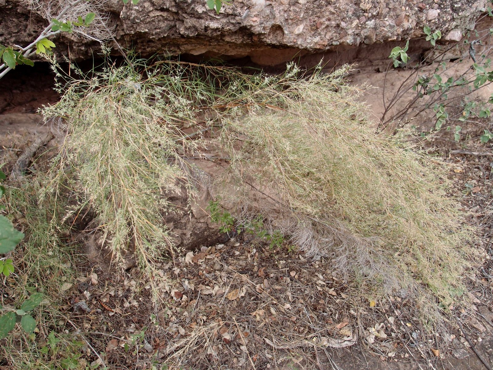 Bamboo muhly