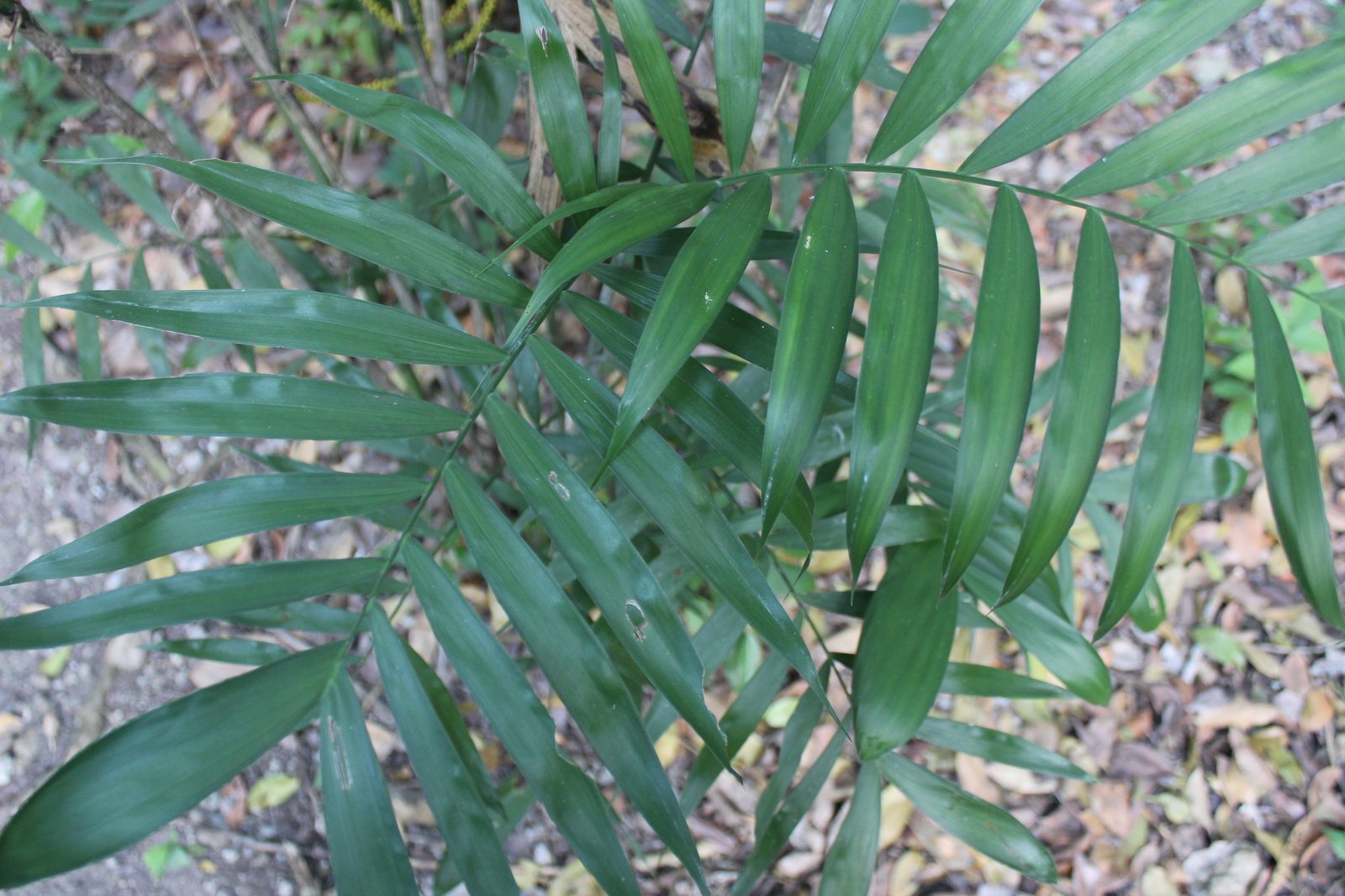 Bamboo palm
