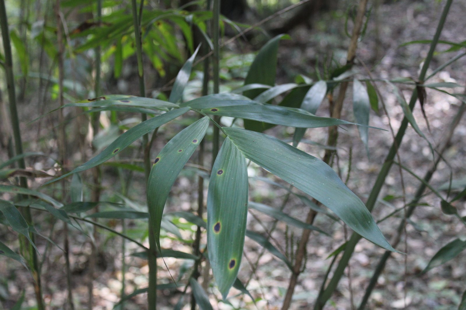 Bamboo palm