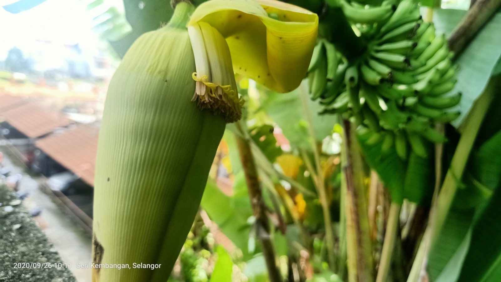 Banana