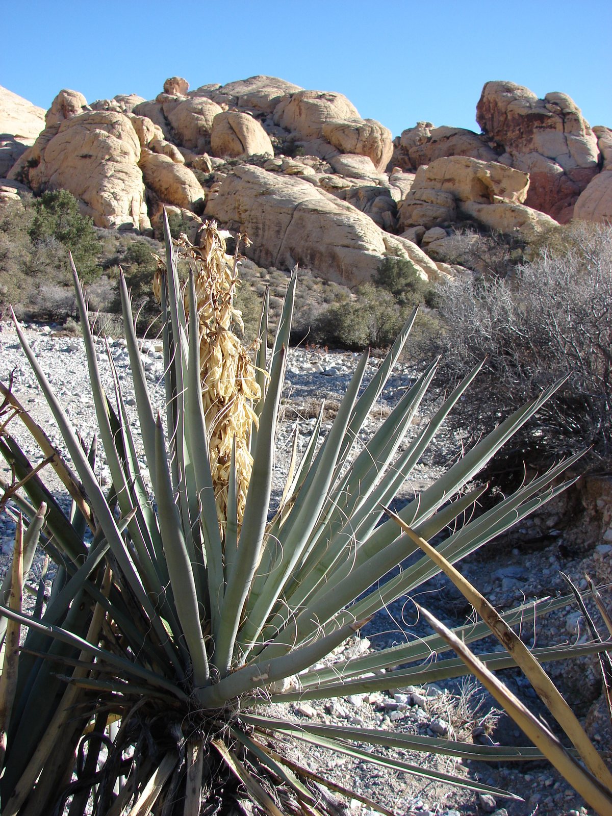 Banana yucca