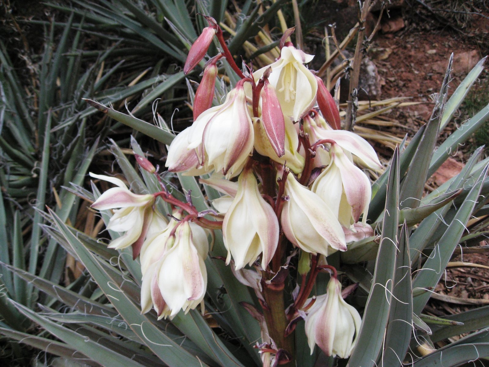Banana yucca