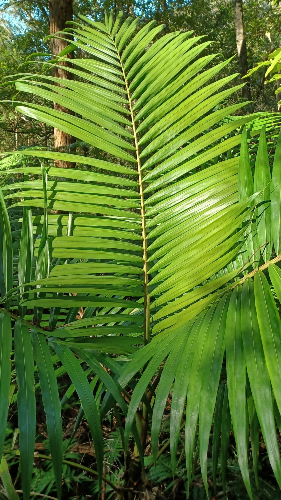 Bangalow palm