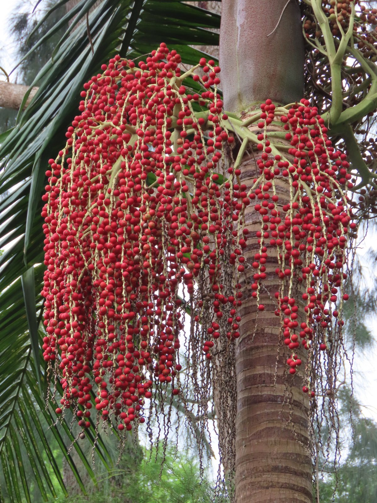 Bangalow palm