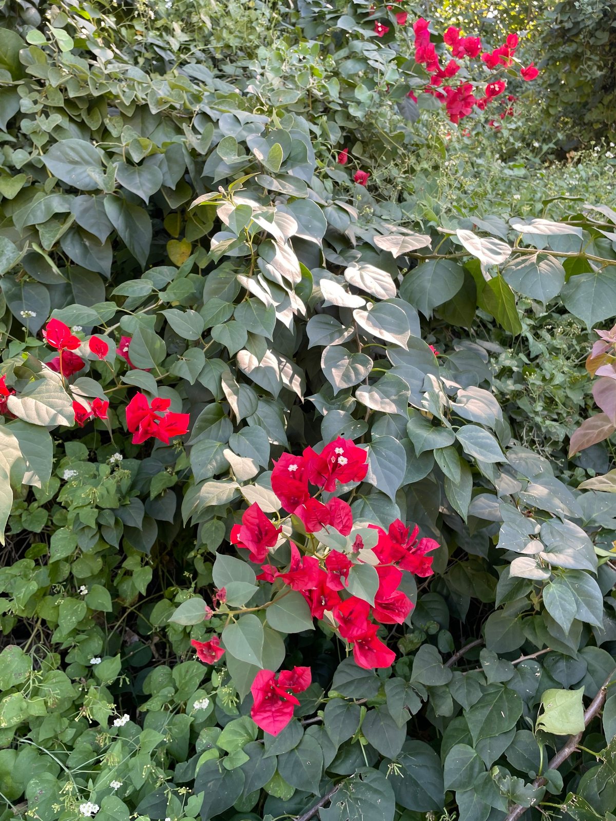 Barbara Karst bougainvillea
