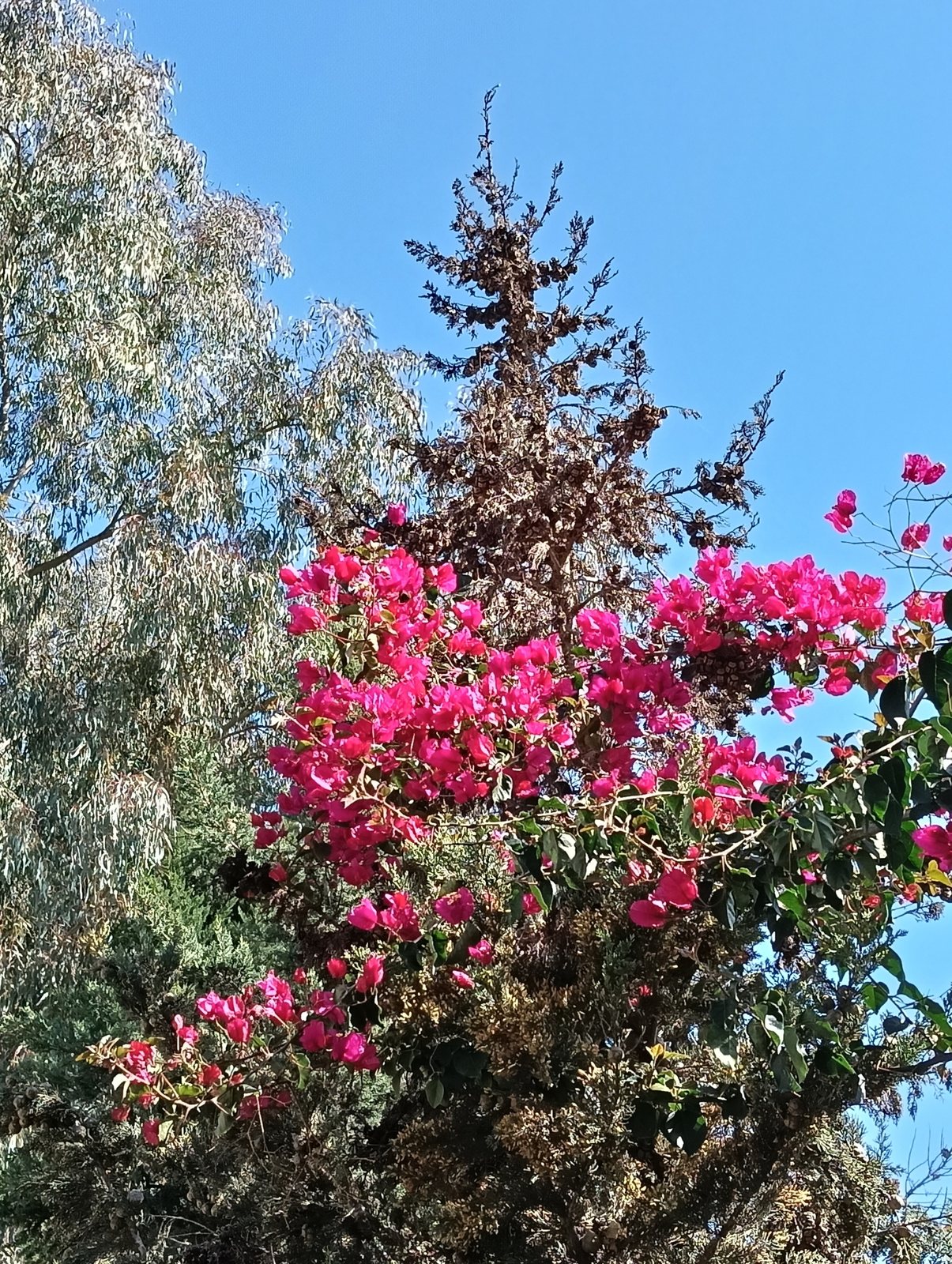 Barbara Karst bougainvillea