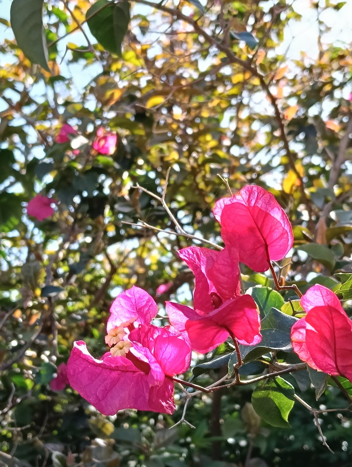 Barbara Karst bougainvillea