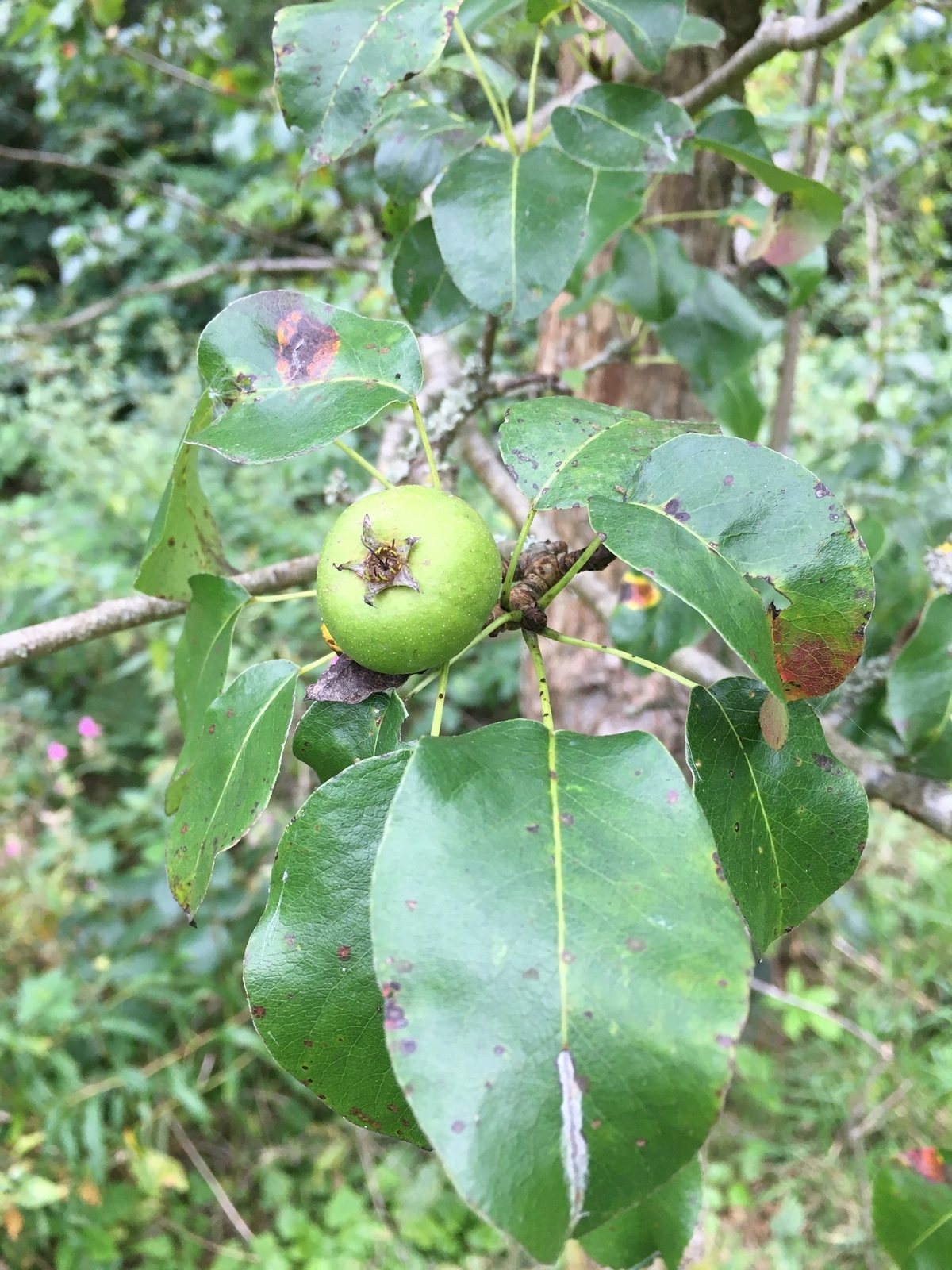Bartlett pear