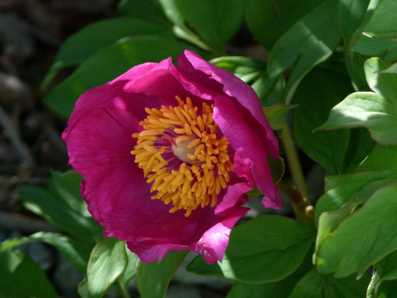Bartzella Itoh peony