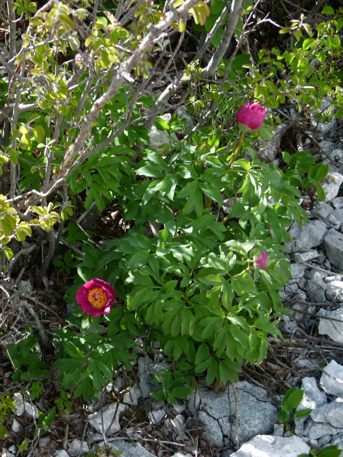 Bartzella Itoh peony