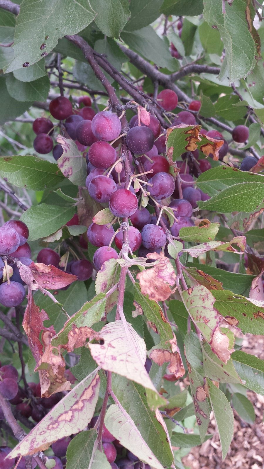 Beach plum