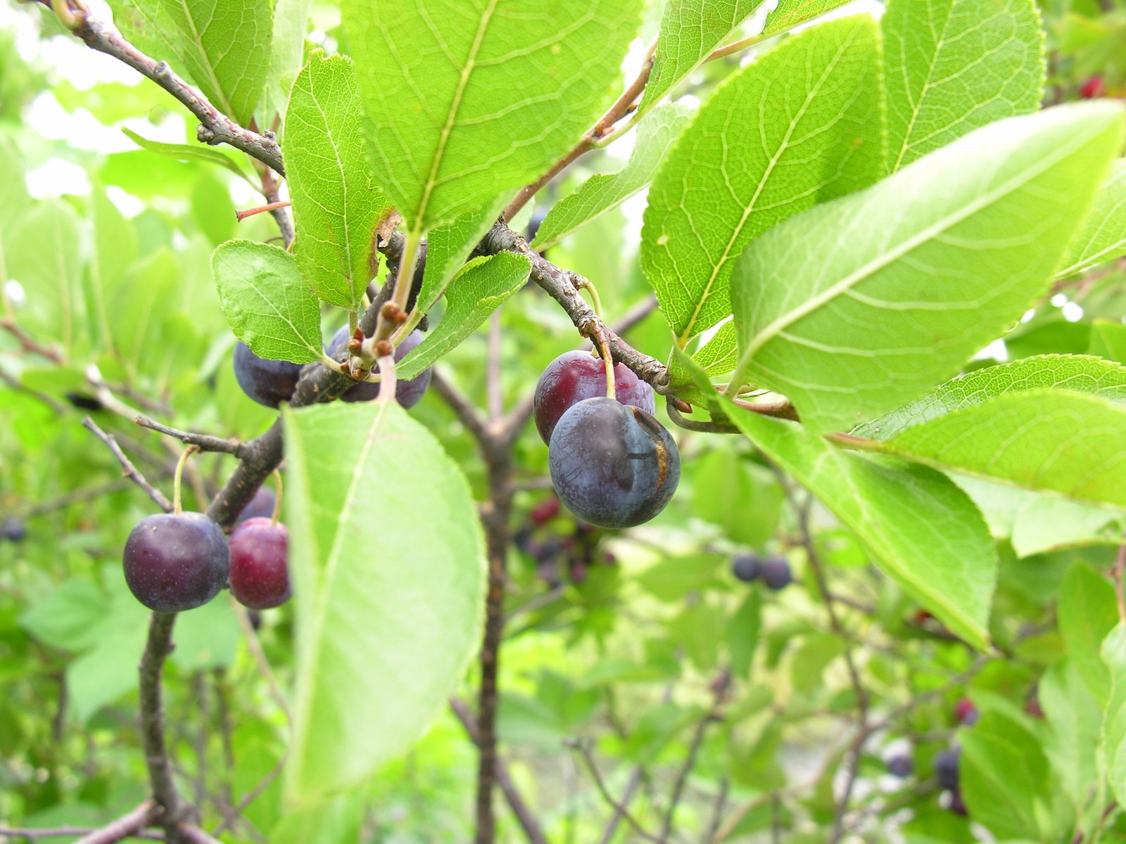 Beach plum