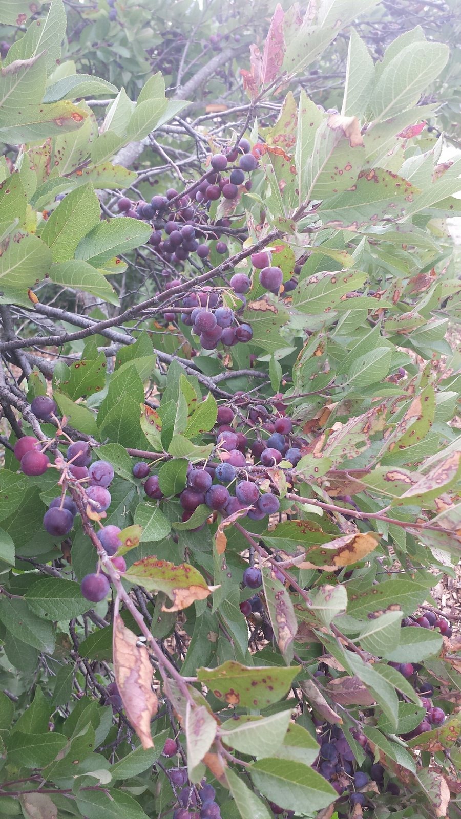 Beach plum