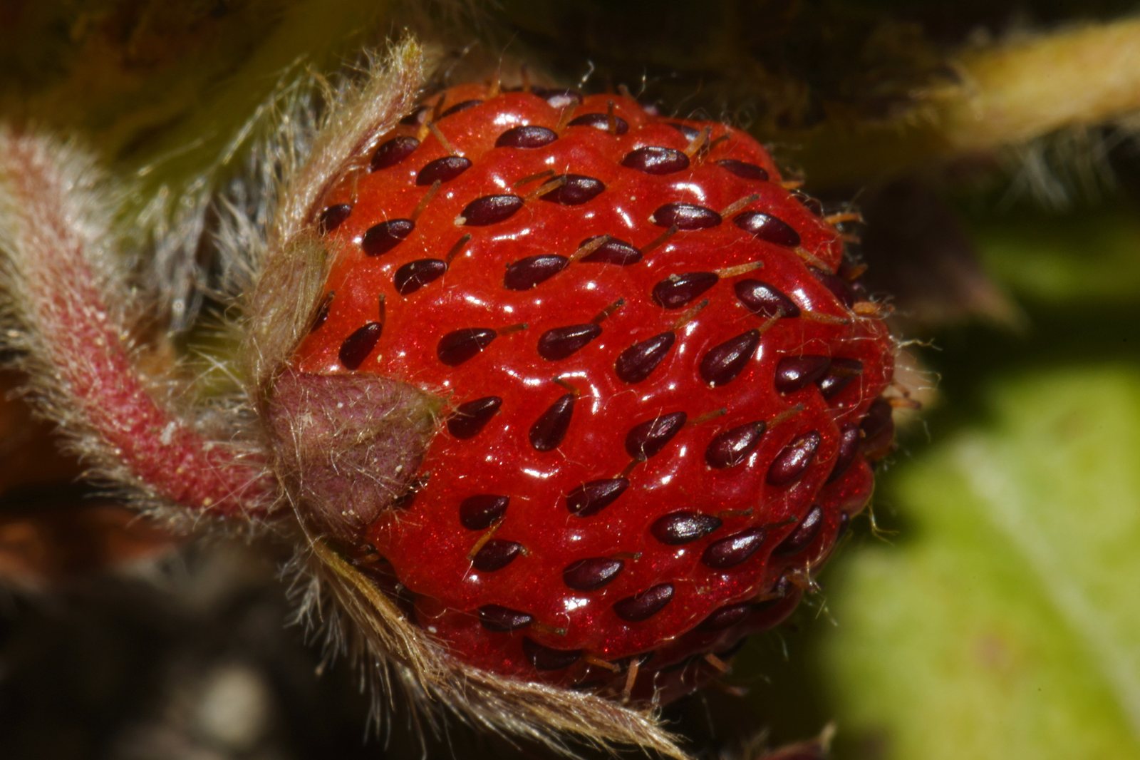 Beach strawberry