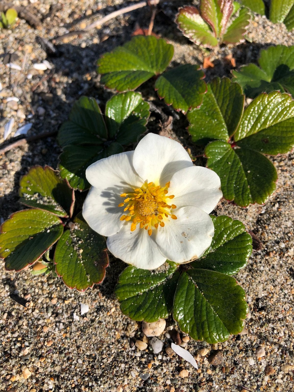 Beach strawberry