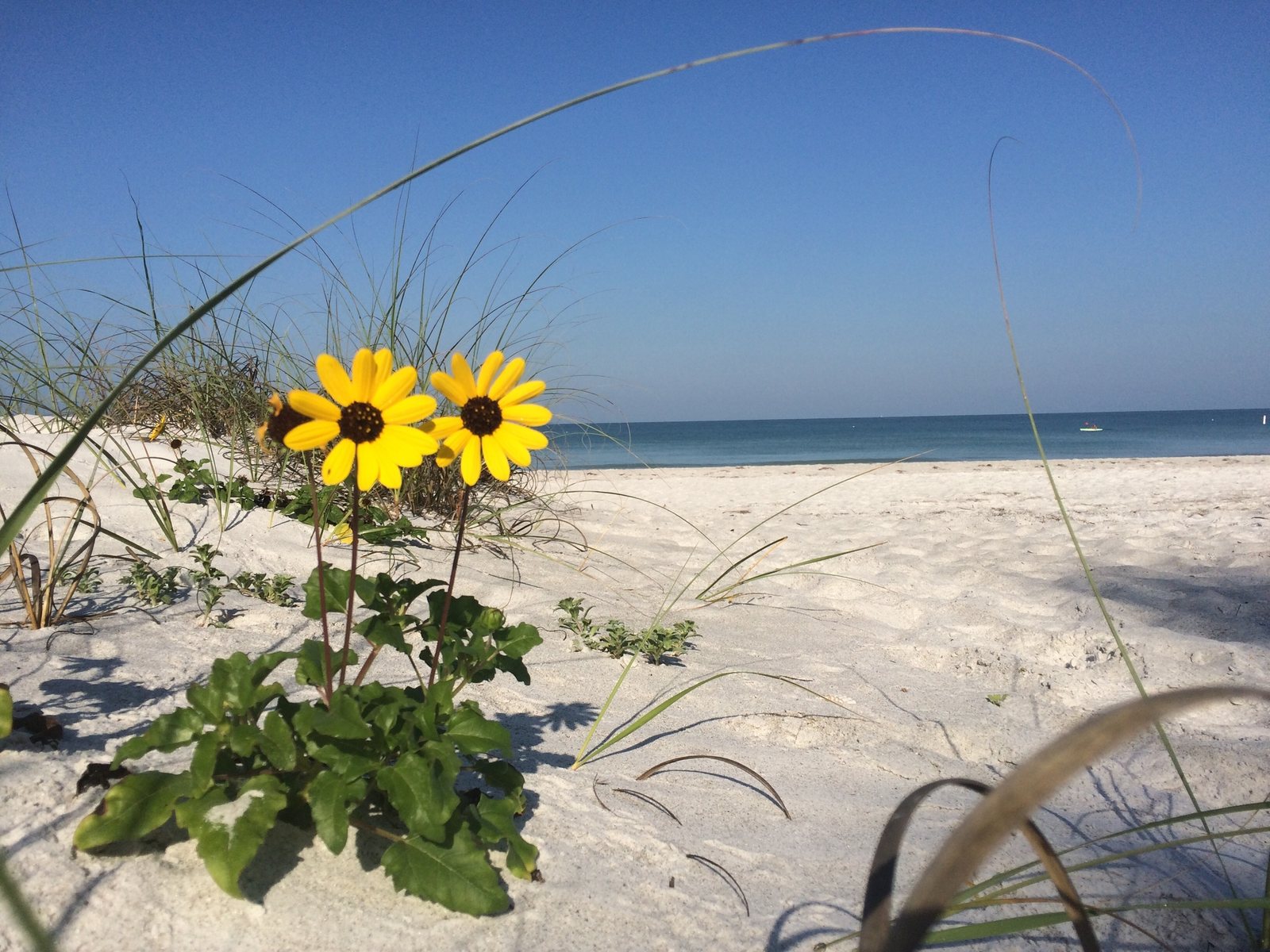 Beach sunflower
